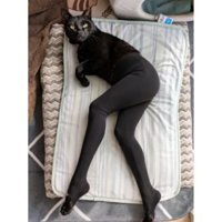 AI加工されたねこ
