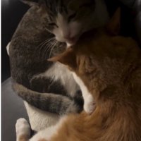 毛づくろいをしている猫たち