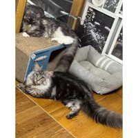 室内にいる猫