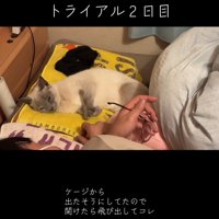 横になってフミフミする猫
