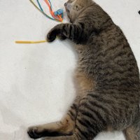 おもちゃを触りながら寝転ぶ猫