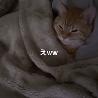 布団に入った猫
