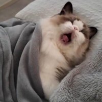 あくびする猫