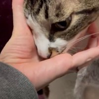 おやつを食べる猫