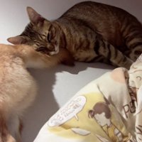 気持ちよさそうに眠る猫