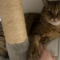 飼い主の手に前足を重ね得意そうな顔をする猫
