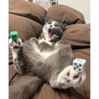 猫とサイコロ