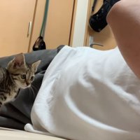 人の隣に座る子猫