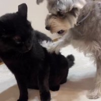 猫にちょっかいを出す犬