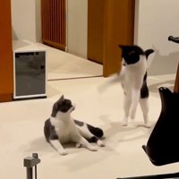 顔を見合わせる兄猫と妹猫