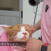 めっちゃおとなしい！