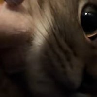近づいてくる子猫