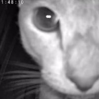 見守りカメラに写ったドアップの猫（耳見切れ）