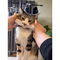 室内にいる猫