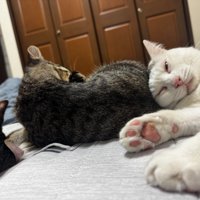 キジトラ猫の体に頭を乗せる白猫