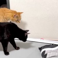 2匹の猫とスニーカー