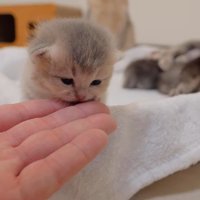 手の上に顔をつけて