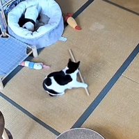 部屋の中で遊ぶ白黒猫