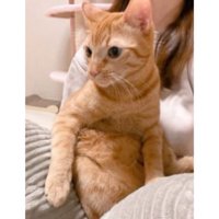 抱かれている猫