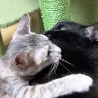 黒猫にしがみつくシルバータビー