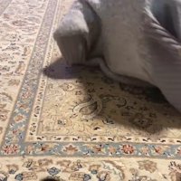 セーターに入った猫