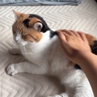 満足そうな猫
