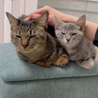 なでられる2匹の猫