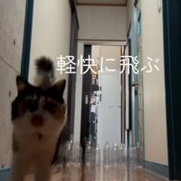正面から歩いて来る三毛猫（軽快に飛ぶ）