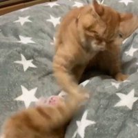じゃれあっている2匹の猫