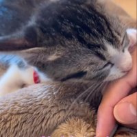 指吸いする子猫