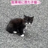 外にいる子猫