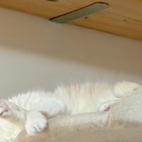 眠る猫