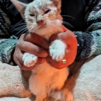 猫風邪の猫