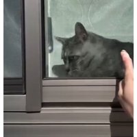 窓際の猫