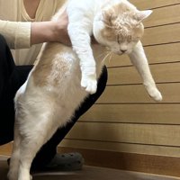 男性に脇腹を持たれている猫
