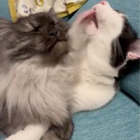 長毛を毛づくろいする猫