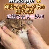 顔マッサージされる猫