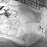 寝ている猫たち