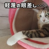 「軽蔑の眼差し...」のテロップ写真