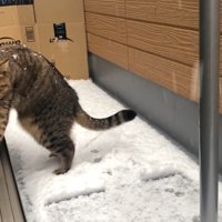 左前足を伸ばして