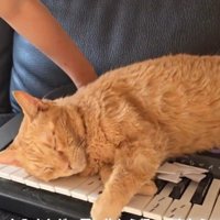 ソファで寝る猫