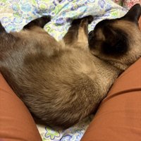 寝転がる猫