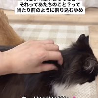 ママに撫でられる茶トラ猫に割り込むハチワレ猫
