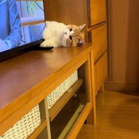 テレビの横から顔を出す子猫