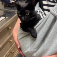 抱っこ紐に入った猫