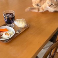 朝食に手を伸ばす猫