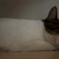 リラックスしている猫
