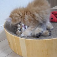 襲われてる猫