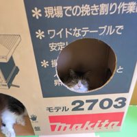 窓穴が切り取られた段ボールで寛ぐ長毛猫