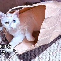 紙袋の中にいる猫